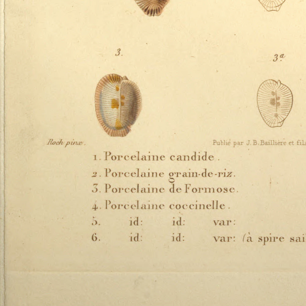 Cypræa candidula, Cypræa oryza, Cypræa formosa, Cypræa coccinella and Cypræa coccinella var: — Porcelaine candide, Porcelaine grain-de-riz, Porcelaine de Formose, Porcelaine coccinelle and id: id: var:, hand-engraved plate 52 from Kiener, Coquilles vivantes, Paris.