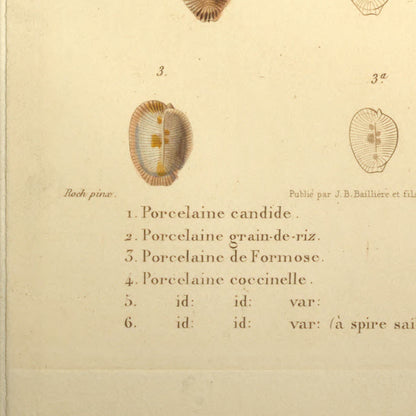 Cypræa candidula, Cypræa oryza, Cypræa formosa, Cypræa coccinella and Cypræa coccinella var: — Porcelaine candide, Porcelaine grain-de-riz, Porcelaine de Formose, Porcelaine coccinelle and id: id: var:, hand-engraved plate 52 from Kiener, Coquilles vivantes, Paris.