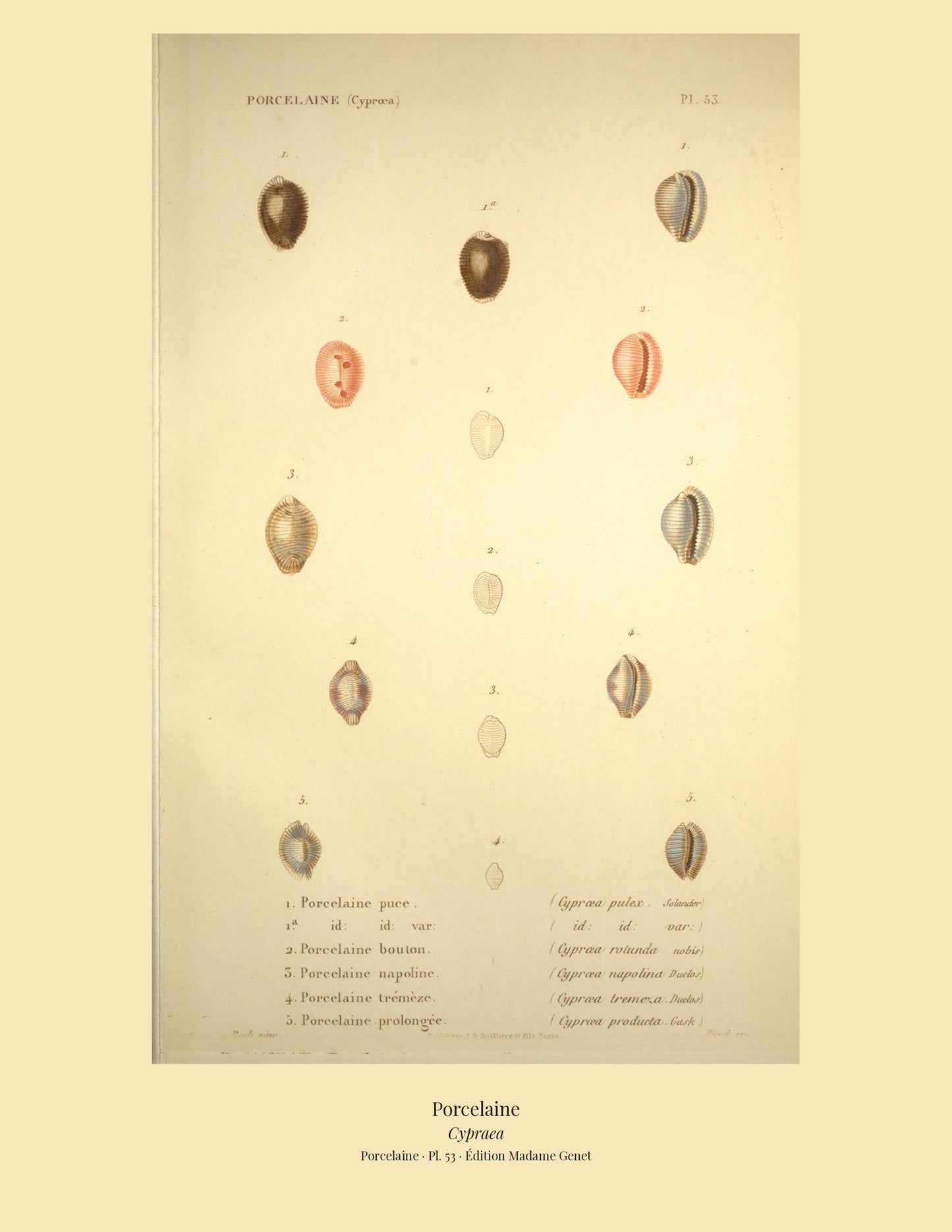 Cypræa pulex, Cypræa pulex var:, Cypræa rotunda, Cypræa napolina, Cypræa tremeza and Cypræa producta — Porcelaine puce, id: id: var:, Porcelaine bouton, Porcelaine napoline, Porcelaine trémèze and Porcelaine prolongée, hand-engraved plate 53 from Kiener, Coquilles vivantes, Paris.