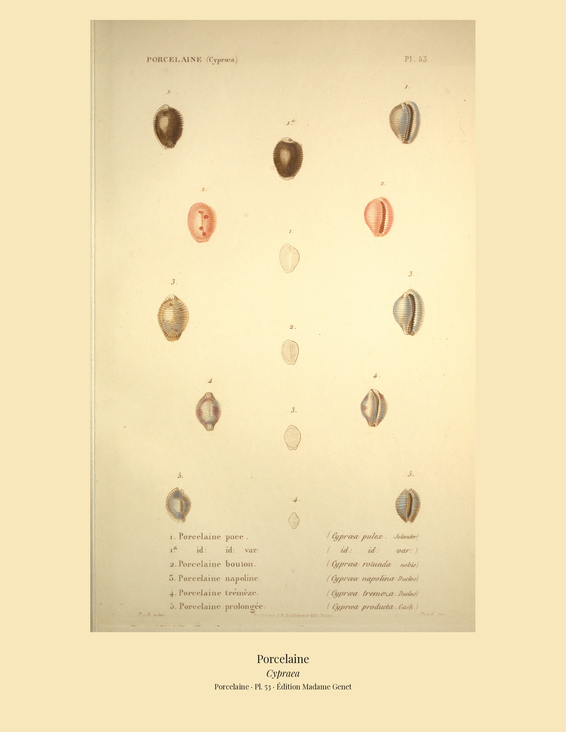 Cypræa pulex, Cypræa pulex var:, Cypræa rotunda, Cypræa napolina, Cypræa tremeza and Cypræa producta — Porcelaine puce, id: id: var:, Porcelaine bouton, Porcelaine napoline, Porcelaine trémèze and Porcelaine prolongée, hand-engraved plate 53 from Kiener, Coquilles vivantes, Paris.