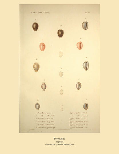 Cypræa pulex, Cypræa pulex var:, Cypræa rotunda, Cypræa napolina, Cypræa tremeza and Cypræa producta — Porcelaine puce, id: id: var:, Porcelaine bouton, Porcelaine napoline, Porcelaine trémèze and Porcelaine prolongée, hand-engraved plate 53 from Kiener, Coquilles vivantes, Paris.