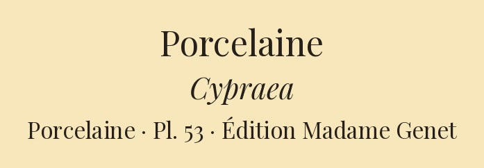 Cypræa pulex, Cypræa pulex var:, Cypræa rotunda, Cypræa napolina, Cypræa tremeza and Cypræa producta — Porcelaine puce, id: id: var:, Porcelaine bouton, Porcelaine napoline, Porcelaine trémèze and Porcelaine prolongée, hand-engraved plate 53 from Kiener, Coquilles vivantes, Paris.