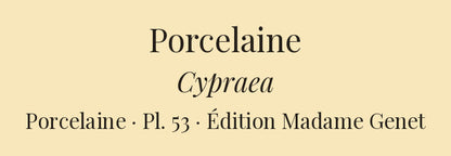Cypræa pulex, Cypræa pulex var:, Cypræa rotunda, Cypræa napolina, Cypræa tremeza and Cypræa producta — Porcelaine puce, id: id: var:, Porcelaine bouton, Porcelaine napoline, Porcelaine trémèze and Porcelaine prolongée, hand-engraved plate 53 from Kiener, Coquilles vivantes, Paris.