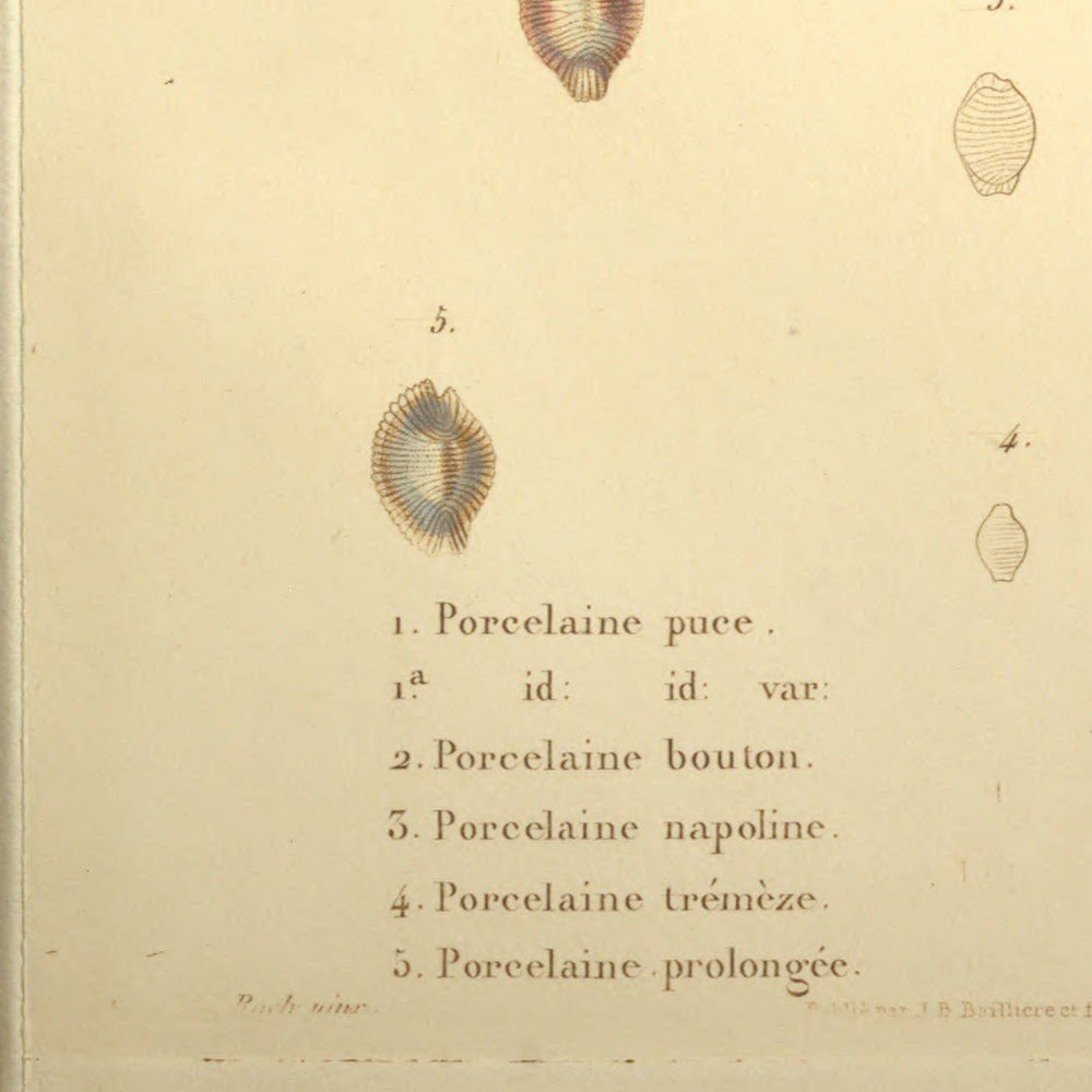 Cypræa pulex, Cypræa pulex var:, Cypræa rotunda, Cypræa napolina, Cypræa tremeza and Cypræa producta — Porcelaine puce, id: id: var:, Porcelaine bouton, Porcelaine napoline, Porcelaine trémèze and Porcelaine prolongée, hand-engraved plate 53 from Kiener, Coquilles vivantes, Paris.