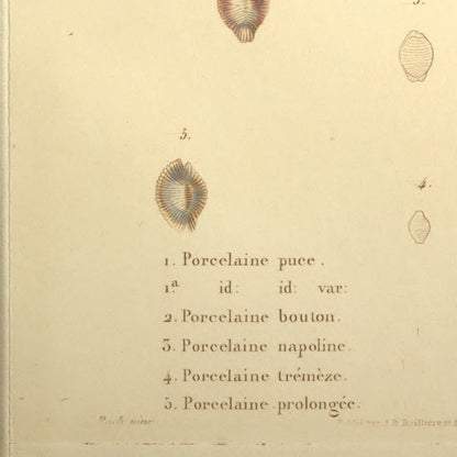 Cypræa pulex, Cypræa pulex var:, Cypræa rotunda, Cypræa napolina, Cypræa tremeza and Cypræa producta — Porcelaine puce, id: id: var:, Porcelaine bouton, Porcelaine napoline, Porcelaine trémèze and Porcelaine prolongée, hand-engraved plate 53 from Kiener, Coquilles vivantes, Paris.