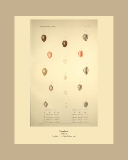 Cypræa pulex, Cypræa pulex var:, Cypræa rotunda, Cypræa napolina, Cypræa tremeza and Cypræa producta — Porcelaine puce, id: id: var:, Porcelaine bouton, Porcelaine napoline, Porcelaine trémèze and Porcelaine prolongée, hand-engraved plate 53 from Kiener, Coquilles vivantes, Paris.