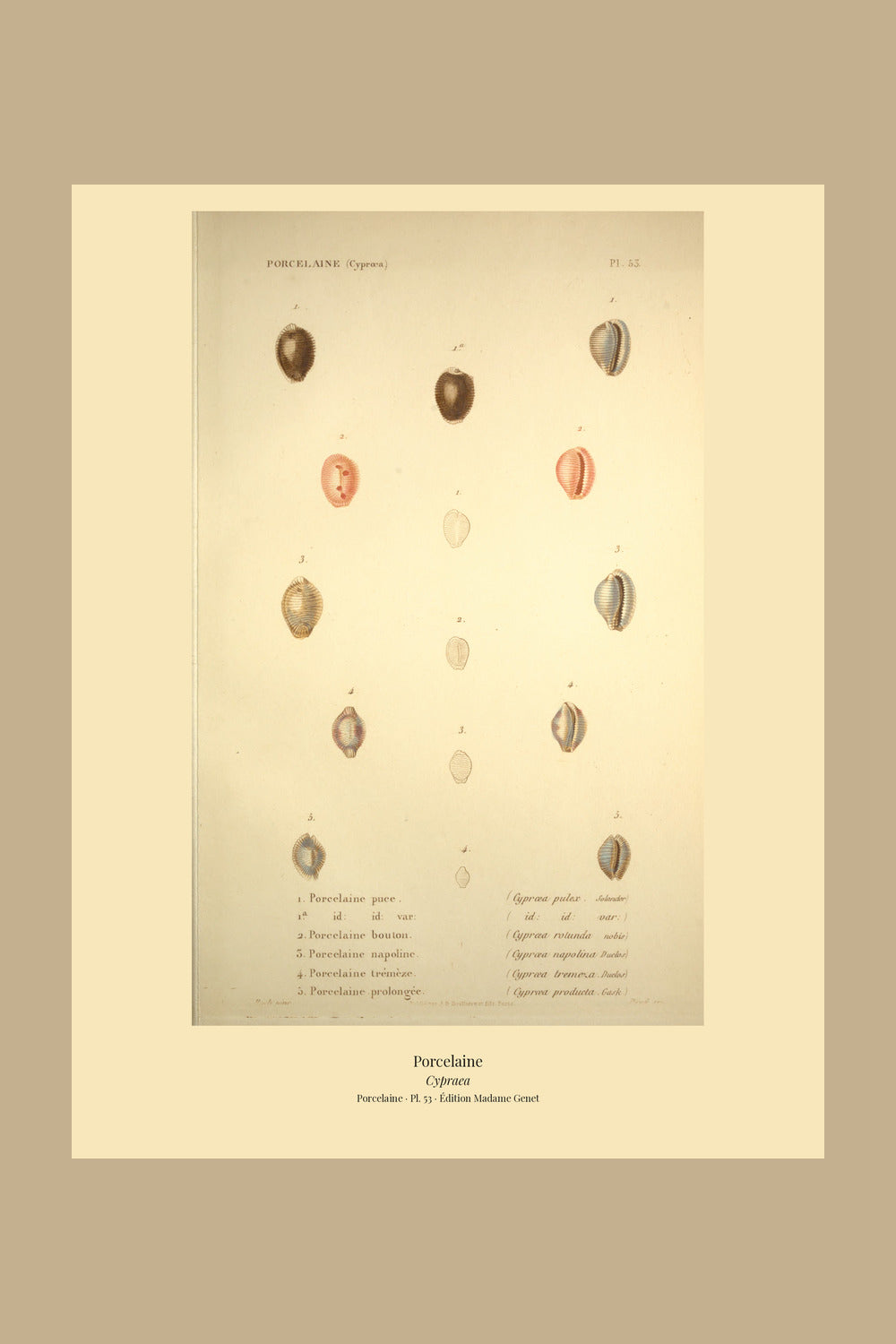 Cypræa pulex, Cypræa pulex var:, Cypræa rotunda, Cypræa napolina, Cypræa tremeza and Cypræa producta — Porcelaine puce, id: id: var:, Porcelaine bouton, Porcelaine napoline, Porcelaine trémèze and Porcelaine prolongée, hand-engraved plate 53 from Kiener, Coquilles vivantes, Paris.