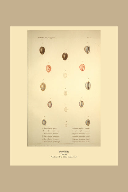 Cypræa pulex, Cypræa pulex var:, Cypræa rotunda, Cypræa napolina, Cypræa tremeza and Cypræa producta — Porcelaine puce, id: id: var:, Porcelaine bouton, Porcelaine napoline, Porcelaine trémèze and Porcelaine prolongée, hand-engraved plate 53 from Kiener, Coquilles vivantes, Paris.