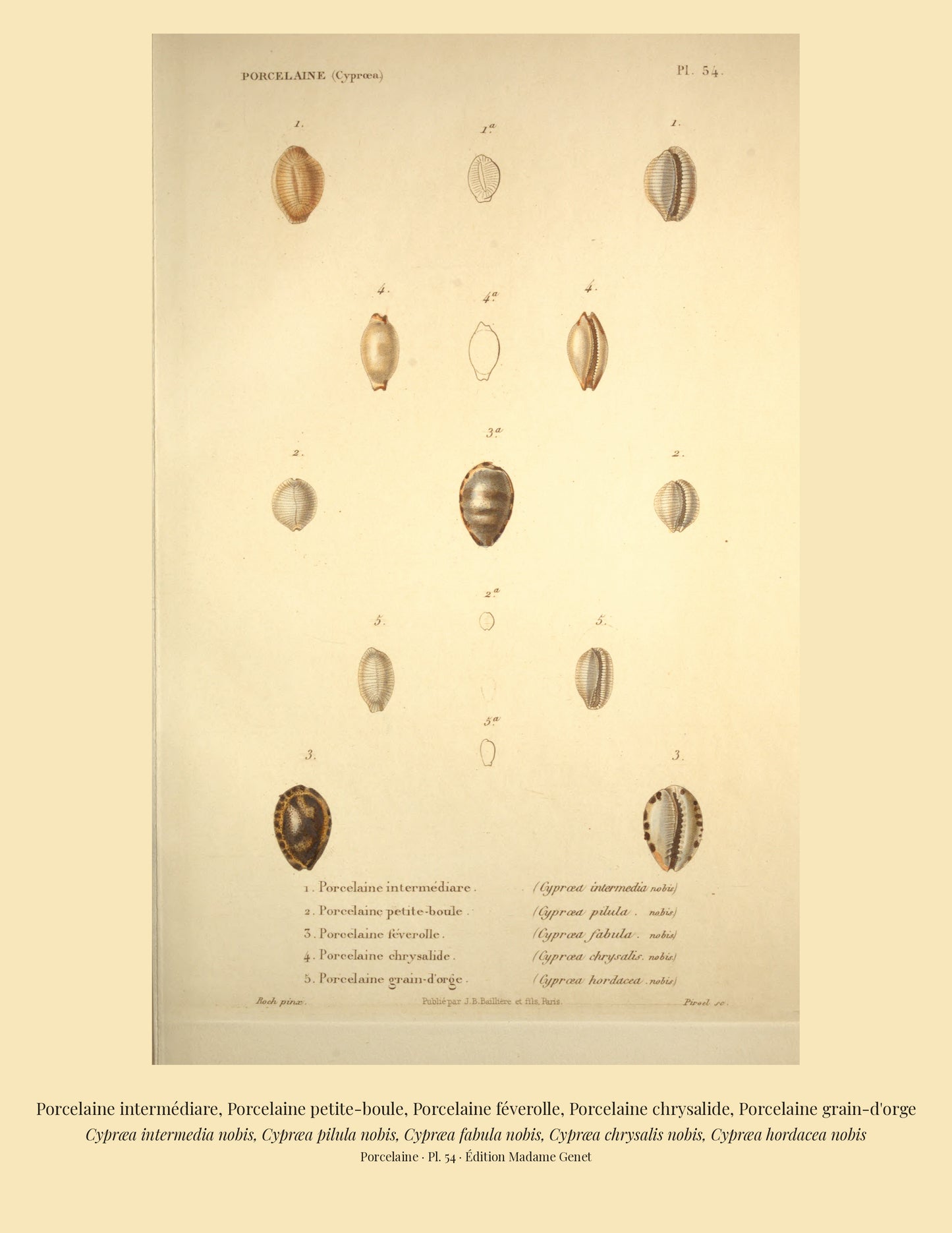 Cypræa intermedia, Cypræa pilula, Cypræa fabula, Cypræa chrysalis and Cypræa hordacea — Porcelaine intermédiare, Porcelaine petite-boule, Porcelaine féverolle, Porcelaine chrysalide and Porcelaine grain-d'orge, hand-engraved plate 54 from Kiener, Coquilles vivantes, Paris.