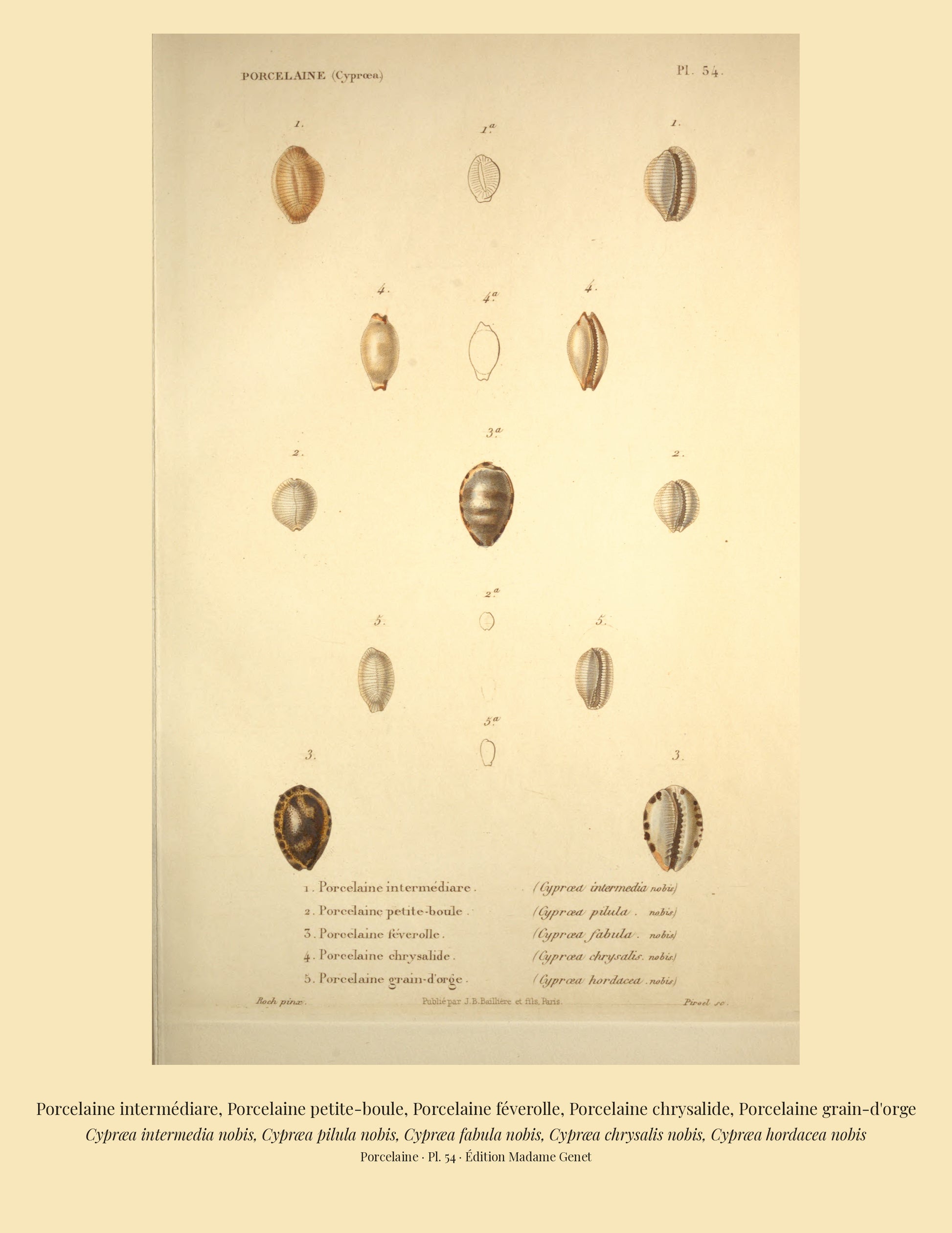 Cypræa intermedia, Cypræa pilula, Cypræa fabula, Cypræa chrysalis and Cypræa hordacea — Porcelaine intermédiare, Porcelaine petite-boule, Porcelaine féverolle, Porcelaine chrysalide and Porcelaine grain-d'orge, hand-engraved plate 54 from Kiener, Coquilles vivantes, Paris.