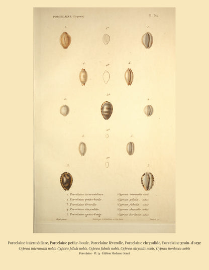 Cypræa intermedia, Cypræa pilula, Cypræa fabula, Cypræa chrysalis and Cypræa hordacea — Porcelaine intermédiare, Porcelaine petite-boule, Porcelaine féverolle, Porcelaine chrysalide and Porcelaine grain-d'orge, hand-engraved plate 54 from Kiener, Coquilles vivantes, Paris.