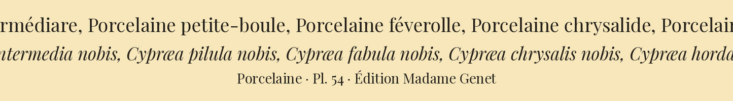 Cypræa intermedia, Cypræa pilula, Cypræa fabula, Cypræa chrysalis and Cypræa hordacea — Porcelaine intermédiare, Porcelaine petite-boule, Porcelaine féverolle, Porcelaine chrysalide and Porcelaine grain-d'orge, hand-engraved plate 54 from Kiener, Coquilles vivantes, Paris.