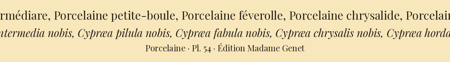 Cypræa intermedia, Cypræa pilula, Cypræa fabula, Cypræa chrysalis and Cypræa hordacea — Porcelaine intermédiare, Porcelaine petite-boule, Porcelaine féverolle, Porcelaine chrysalide and Porcelaine grain-d'orge, hand-engraved plate 54 from Kiener, Coquilles vivantes, Paris.
