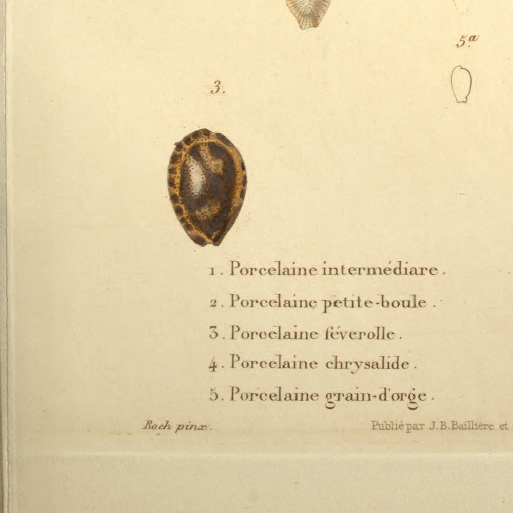 Cypræa intermedia, Cypræa pilula, Cypræa fabula, Cypræa chrysalis and Cypræa hordacea — Porcelaine intermédiare, Porcelaine petite-boule, Porcelaine féverolle, Porcelaine chrysalide and Porcelaine grain-d'orge, hand-engraved plate 54 from Kiener, Coquilles vivantes, Paris.