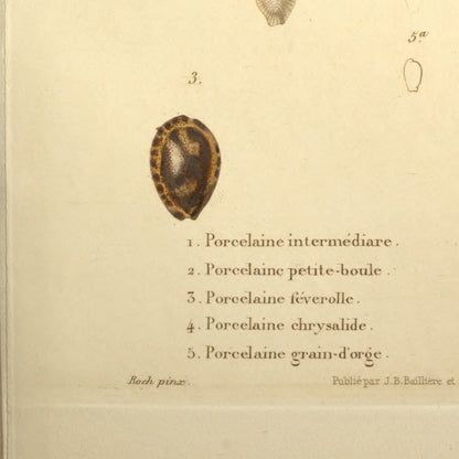 Cypræa intermedia, Cypræa pilula, Cypræa fabula, Cypræa chrysalis and Cypræa hordacea — Porcelaine intermédiare, Porcelaine petite-boule, Porcelaine féverolle, Porcelaine chrysalide and Porcelaine grain-d'orge, hand-engraved plate 54 from Kiener, Coquilles vivantes, Paris.