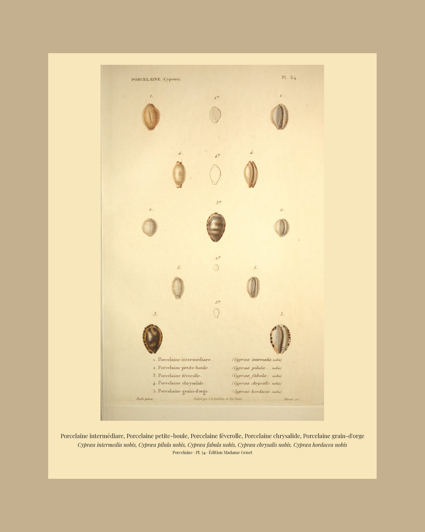 Cypræa intermedia, Cypræa pilula, Cypræa fabula, Cypræa chrysalis and Cypræa hordacea — Porcelaine intermédiare, Porcelaine petite-boule, Porcelaine féverolle, Porcelaine chrysalide and Porcelaine grain-d'orge, hand-engraved plate 54 from Kiener, Coquilles vivantes, Paris.