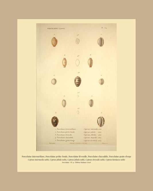 Cypræa intermedia, Cypræa pilula, Cypræa fabula, Cypræa chrysalis and Cypræa hordacea — Porcelaine intermédiare, Porcelaine petite-boule, Porcelaine féverolle, Porcelaine chrysalide and Porcelaine grain-d'orge, hand-engraved plate 54 from Kiener, Coquilles vivantes, Paris.