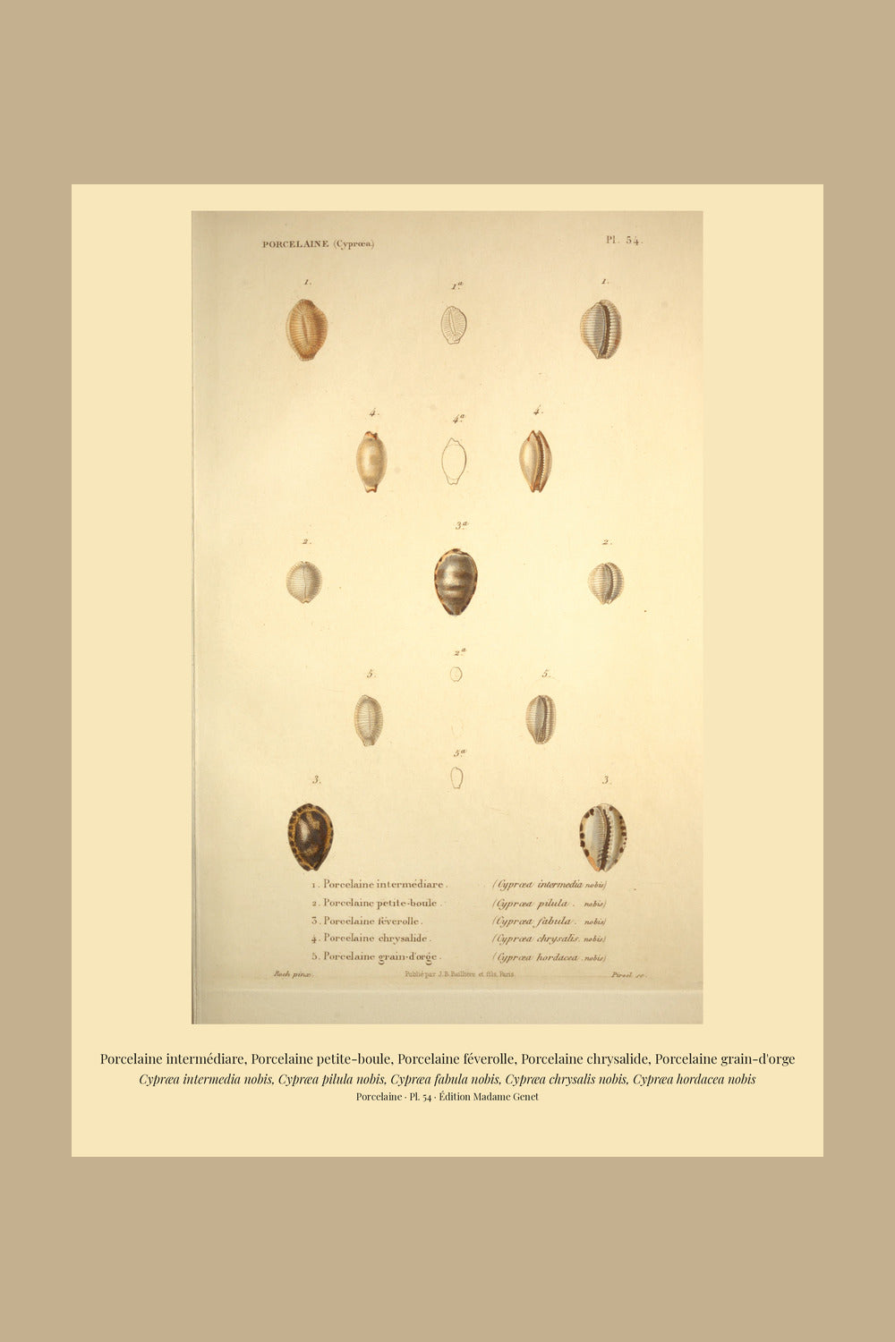 Cypræa intermedia, Cypræa pilula, Cypræa fabula, Cypræa chrysalis and Cypræa hordacea — Porcelaine intermédiare, Porcelaine petite-boule, Porcelaine féverolle, Porcelaine chrysalide and Porcelaine grain-d'orge, hand-engraved plate 54 from Kiener, Coquilles vivantes, Paris.