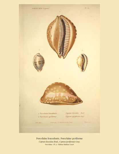 Cypræa leucodon and Cypræa pyriformis — Porcelaine leucodonte and Porcelaine pyriforme, hand-engraved plate 55 from Kiener, Coquilles vivantes, Paris.
