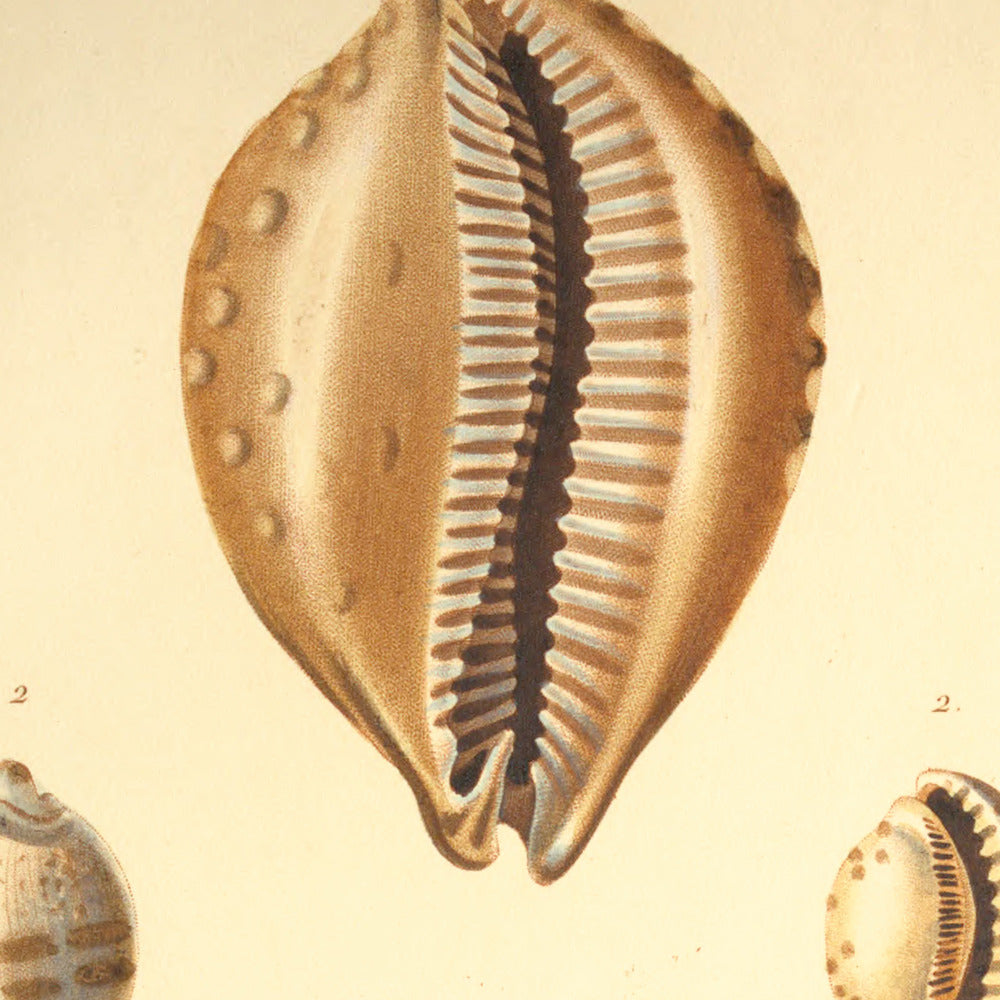 Cypræa leucodon and Cypræa pyriformis — Porcelaine leucodonte and Porcelaine pyriforme, hand-engraved plate 55 from Kiener, Coquilles vivantes, Paris.