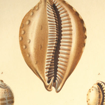 Cypræa leucodon and Cypræa pyriformis — Porcelaine leucodonte and Porcelaine pyriforme, hand-engraved plate 55 from Kiener, Coquilles vivantes, Paris.