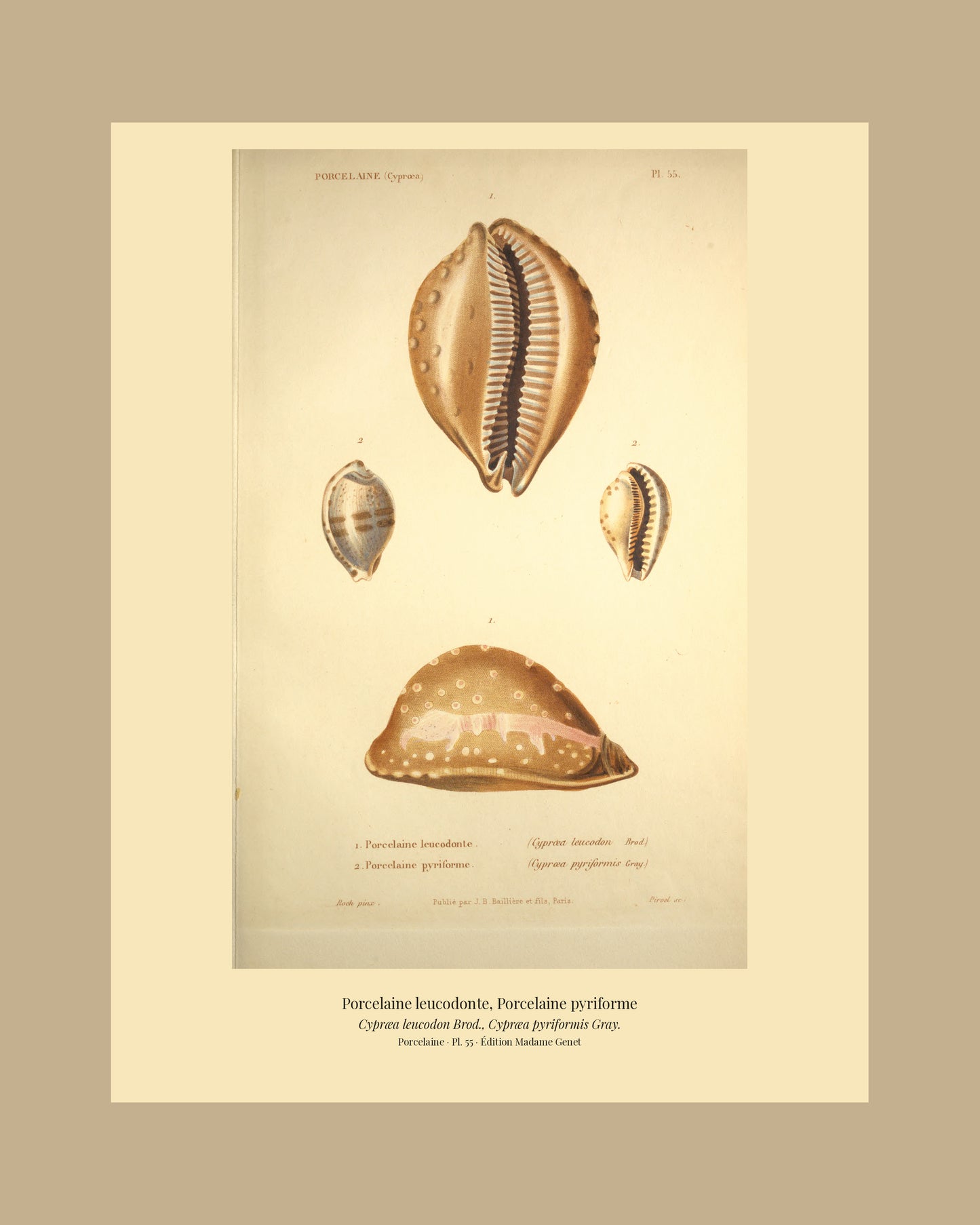 Cypræa leucodon and Cypræa pyriformis — Porcelaine leucodonte and Porcelaine pyriforme, hand-engraved plate 55 from Kiener, Coquilles vivantes, Paris.