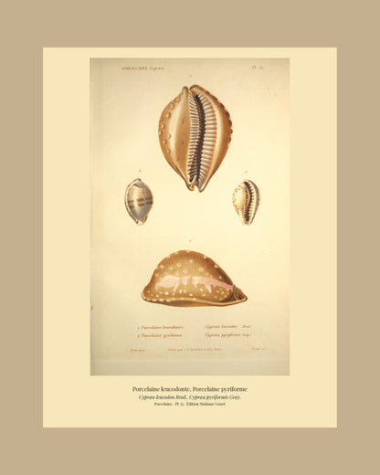 Cypræa leucodon and Cypræa pyriformis — Porcelaine leucodonte and Porcelaine pyriforme, hand-engraved plate 55 from Kiener, Coquilles vivantes, Paris.