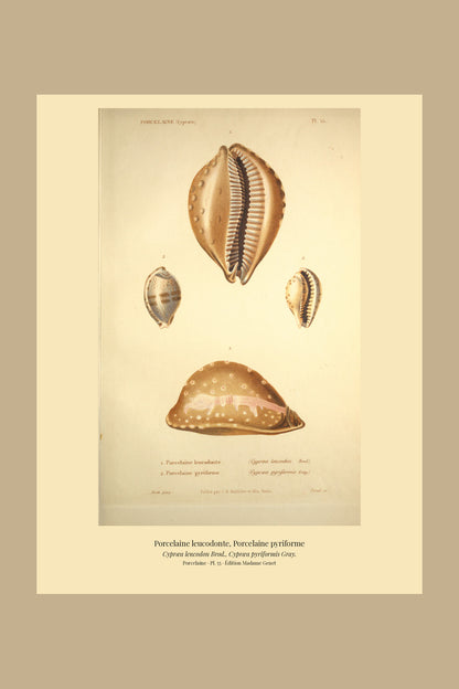 Cypræa leucodon and Cypræa pyriformis — Porcelaine leucodonte and Porcelaine pyriforme, hand-engraved plate 55 from Kiener, Coquilles vivantes, Paris.
