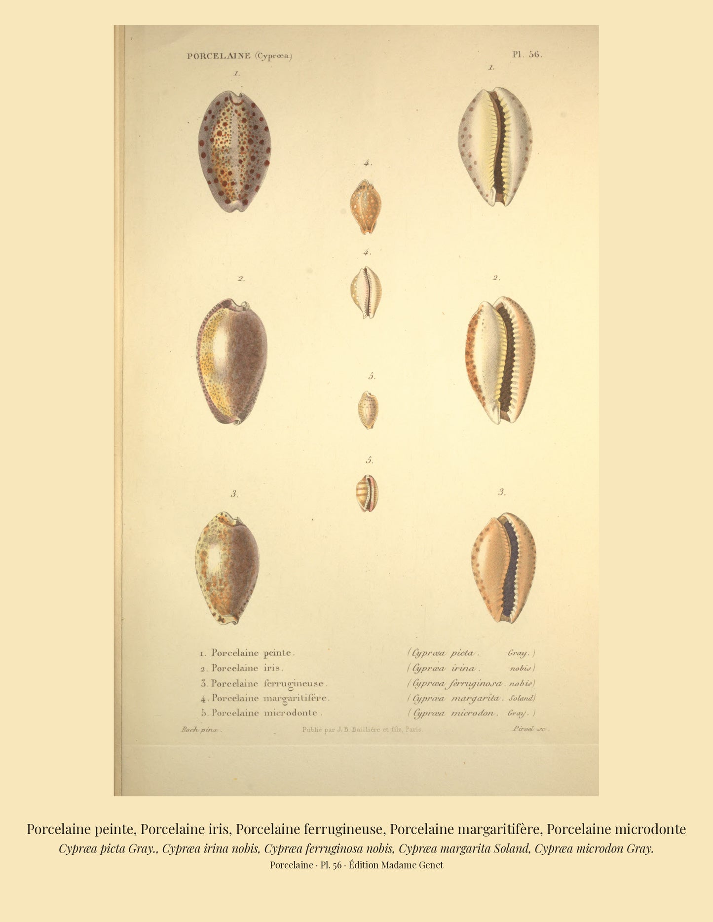 Cypræa picta, Cypræa irina, Cypræa ferruginosa, Cypræa margarita and Cypræa microdon — Porcelaine peinte, Porcelaine iris, Porcelaine ferrugineuse, Porcelaine margaritifère and Porcelaine microdonte, hand-engraved plate 56 from Kiener, Coquilles vivantes, Paris.