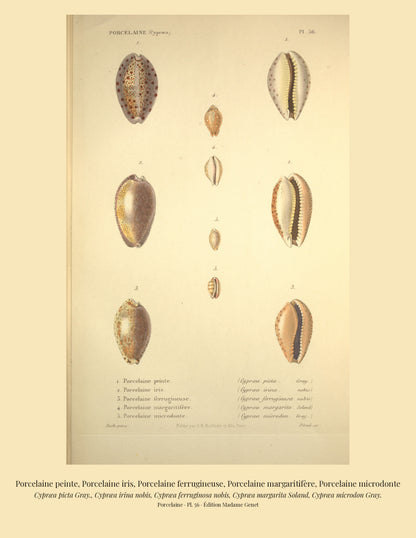 Cypræa picta, Cypræa irina, Cypræa ferruginosa, Cypræa margarita and Cypræa microdon — Porcelaine peinte, Porcelaine iris, Porcelaine ferrugineuse, Porcelaine margaritifère and Porcelaine microdonte, hand-engraved plate 56 from Kiener, Coquilles vivantes, Paris.