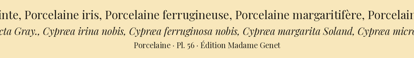 Cypræa picta, Cypræa irina, Cypræa ferruginosa, Cypræa margarita and Cypræa microdon — Porcelaine peinte, Porcelaine iris, Porcelaine ferrugineuse, Porcelaine margaritifère and Porcelaine microdonte, hand-engraved plate 56 from Kiener, Coquilles vivantes, Paris.