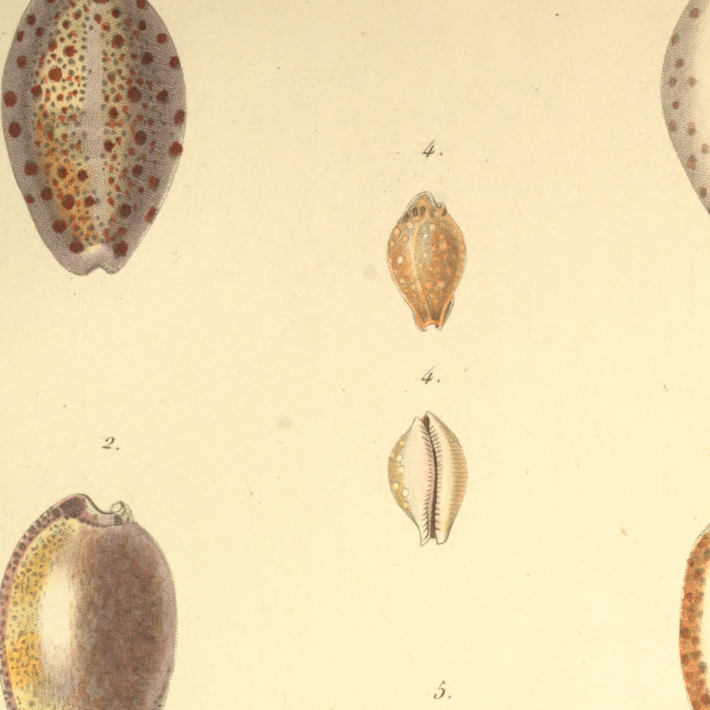 Cypræa picta, Cypræa irina, Cypræa ferruginosa, Cypræa margarita and Cypræa microdon — Porcelaine peinte, Porcelaine iris, Porcelaine ferrugineuse, Porcelaine margaritifère and Porcelaine microdonte, hand-engraved plate 56 from Kiener, Coquilles vivantes, Paris.