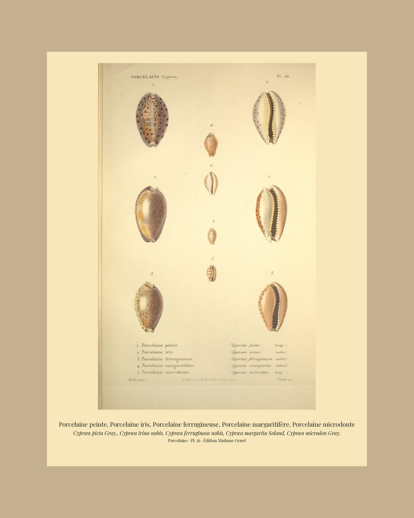 Cypræa picta, Cypræa irina, Cypræa ferruginosa, Cypræa margarita and Cypræa microdon — Porcelaine peinte, Porcelaine iris, Porcelaine ferrugineuse, Porcelaine margaritifère and Porcelaine microdonte, hand-engraved plate 56 from Kiener, Coquilles vivantes, Paris.