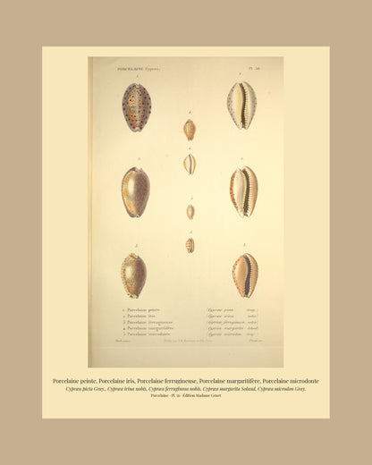Cypræa picta, Cypræa irina, Cypræa ferruginosa, Cypræa margarita and Cypræa microdon — Porcelaine peinte, Porcelaine iris, Porcelaine ferrugineuse, Porcelaine margaritifère and Porcelaine microdonte, hand-engraved plate 56 from Kiener, Coquilles vivantes, Paris.