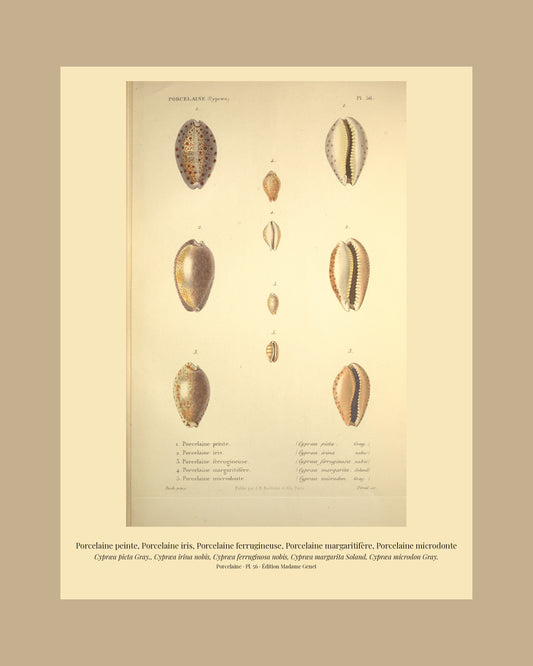 Cypræa picta, Cypræa irina, Cypræa ferruginosa, Cypræa margarita and Cypræa microdon — Porcelaine peinte, Porcelaine iris, Porcelaine ferrugineuse, Porcelaine margaritifère and Porcelaine microdonte, hand-engraved plate 56 from Kiener, Coquilles vivantes, Paris.
