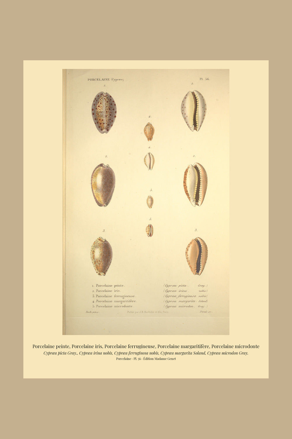 Cypræa picta, Cypræa irina, Cypræa ferruginosa, Cypræa margarita and Cypræa microdon — Porcelaine peinte, Porcelaine iris, Porcelaine ferrugineuse, Porcelaine margaritifère and Porcelaine microdonte, hand-engraved plate 56 from Kiener, Coquilles vivantes, Paris.