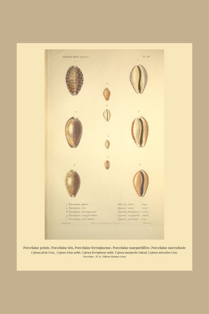 Cypræa picta, Cypræa irina, Cypræa ferruginosa, Cypræa margarita and Cypræa microdon — Porcelaine peinte, Porcelaine iris, Porcelaine ferrugineuse, Porcelaine margaritifère and Porcelaine microdonte, hand-engraved plate 56 from Kiener, Coquilles vivantes, Paris.