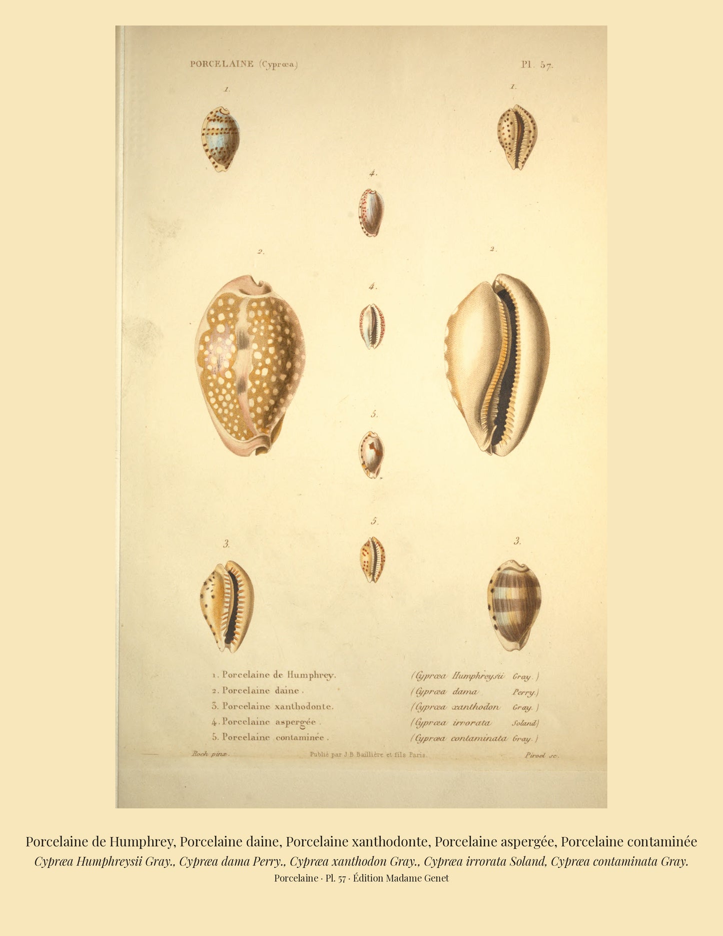 Cypræa Humphreysii, Cypræa dama, Cypræa xanthodon, Cypræa irrorata and Cypræa contaminata — Porcelaine de Humphrey, Porcelaine daine, Porcelaine xanthodonte, Porcelaine aspergée and Porcelaine contaminée, hand-engraved plate 57 from Kiener, Coquilles vivantes, Paris.