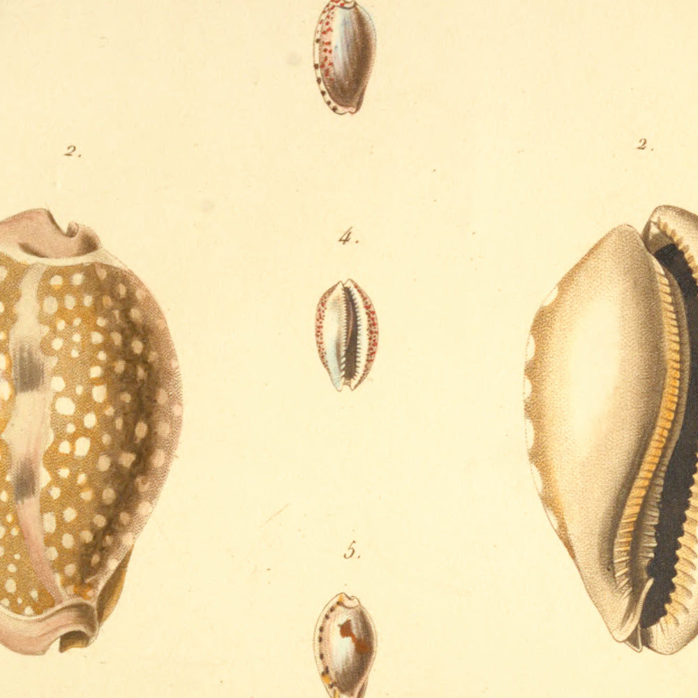 Cypræa Humphreysii, Cypræa dama, Cypræa xanthodon, Cypræa irrorata and Cypræa contaminata — Porcelaine de Humphrey, Porcelaine daine, Porcelaine xanthodonte, Porcelaine aspergée and Porcelaine contaminée, hand-engraved plate 57 from Kiener, Coquilles vivantes, Paris.