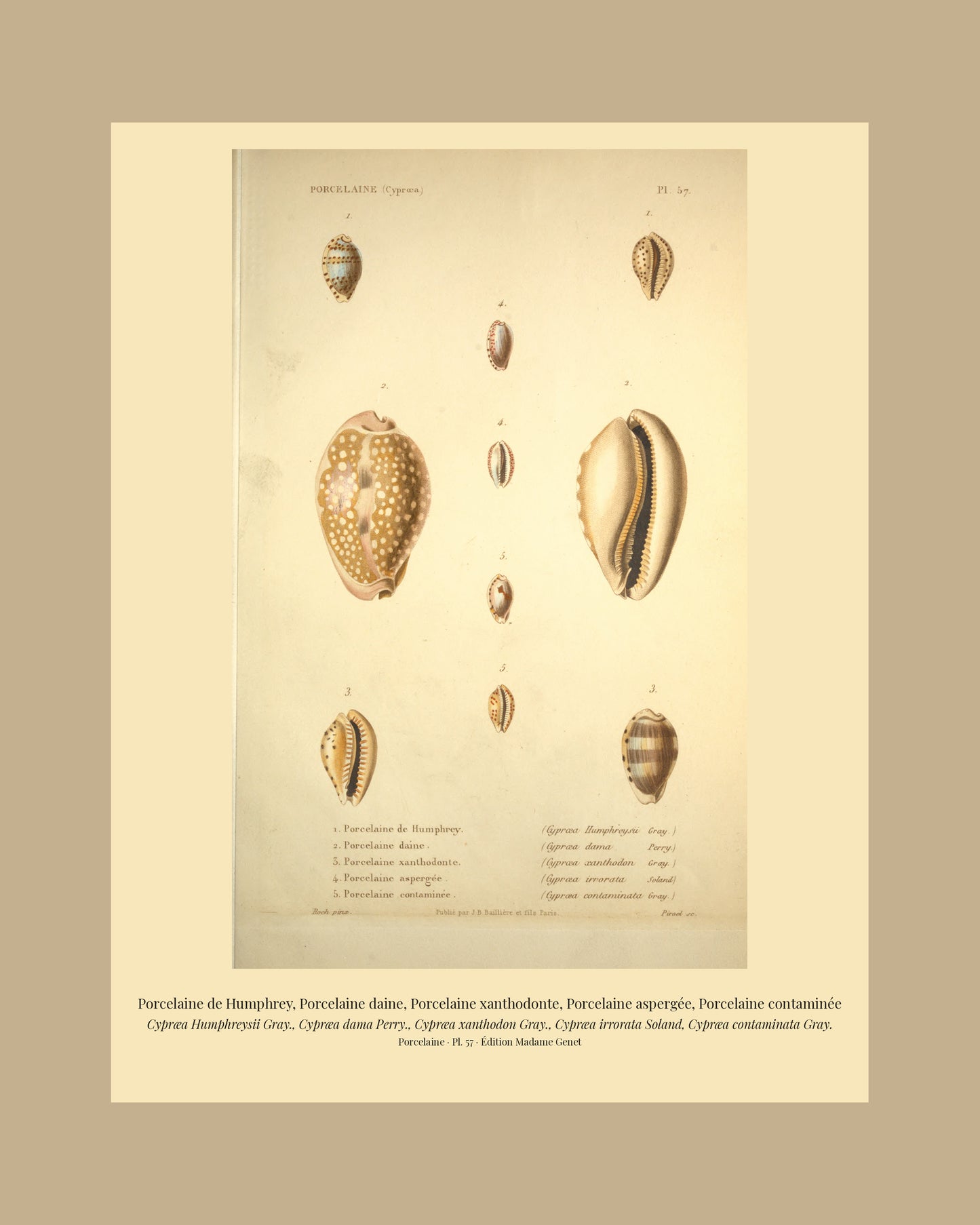 Cypræa Humphreysii, Cypræa dama, Cypræa xanthodon, Cypræa irrorata and Cypræa contaminata — Porcelaine de Humphrey, Porcelaine daine, Porcelaine xanthodonte, Porcelaine aspergée and Porcelaine contaminée, hand-engraved plate 57 from Kiener, Coquilles vivantes, Paris.