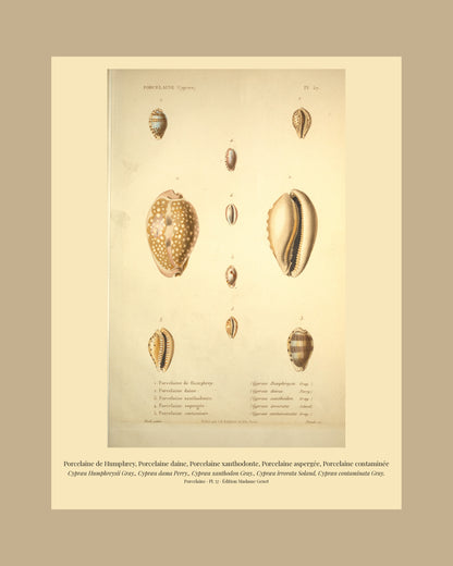 Cypræa Humphreysii, Cypræa dama, Cypræa xanthodon, Cypræa irrorata and Cypræa contaminata — Porcelaine de Humphrey, Porcelaine daine, Porcelaine xanthodonte, Porcelaine aspergée and Porcelaine contaminée, hand-engraved plate 57 from Kiener, Coquilles vivantes, Paris.