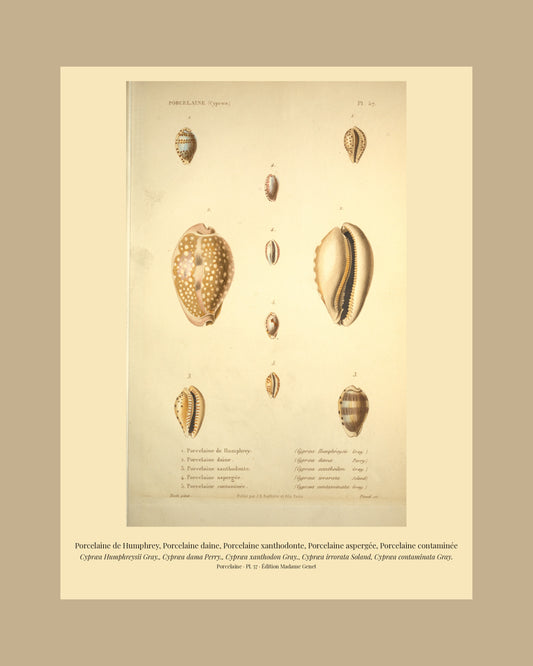 Cypræa Humphreysii, Cypræa dama, Cypræa xanthodon, Cypræa irrorata and Cypræa contaminata — Porcelaine de Humphrey, Porcelaine daine, Porcelaine xanthodonte, Porcelaine aspergée and Porcelaine contaminée, hand-engraved plate 57 from Kiener, Coquilles vivantes, Paris.
