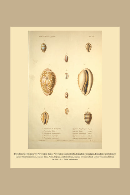 Cypræa Humphreysii, Cypræa dama, Cypræa xanthodon, Cypræa irrorata and Cypræa contaminata — Porcelaine de Humphrey, Porcelaine daine, Porcelaine xanthodonte, Porcelaine aspergée and Porcelaine contaminée, hand-engraved plate 57 from Kiener, Coquilles vivantes, Paris.