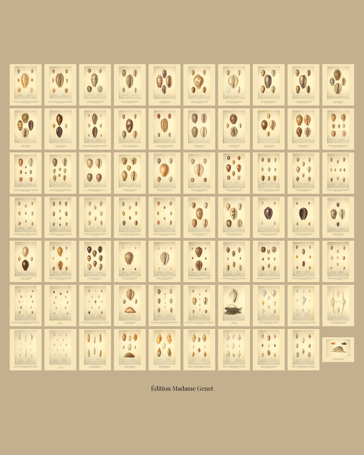 All seventy plates of Kiener's Paris atlas of living shells on one sheet, ten across and seven down on a tan ground, every plate at the same size.