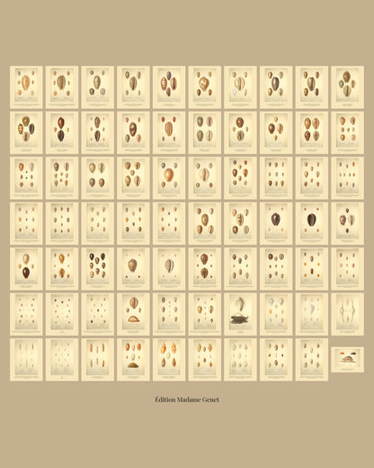 All seventy plates of Kiener's Paris atlas of living shells on one sheet, ten across and seven down on a tan ground, every plate at the same size.