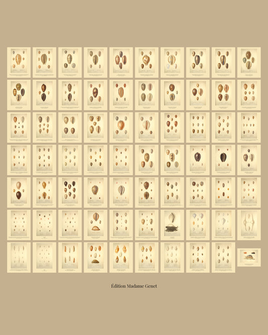 All seventy plates of Kiener's Paris atlas of living shells on one sheet, ten across and seven down on a tan ground, every plate at the same size.