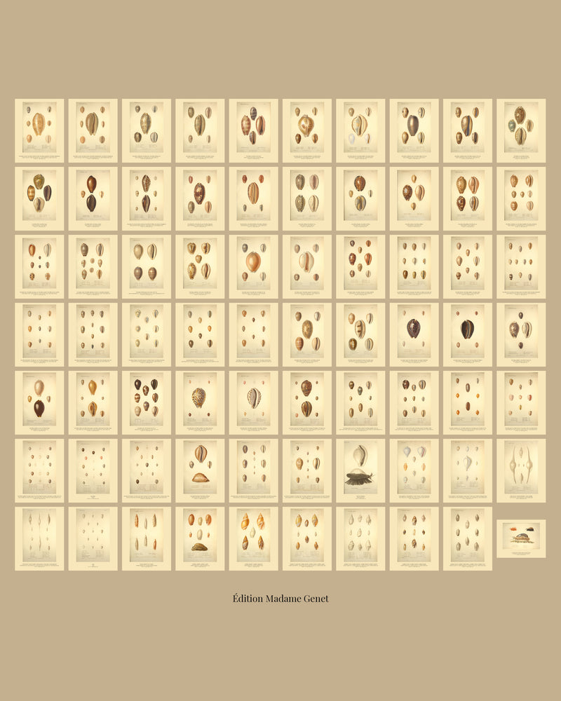 All seventy plates of Kiener's Paris atlas of living shells on one sheet, ten across and seven down on a tan ground, every plate at the same size.