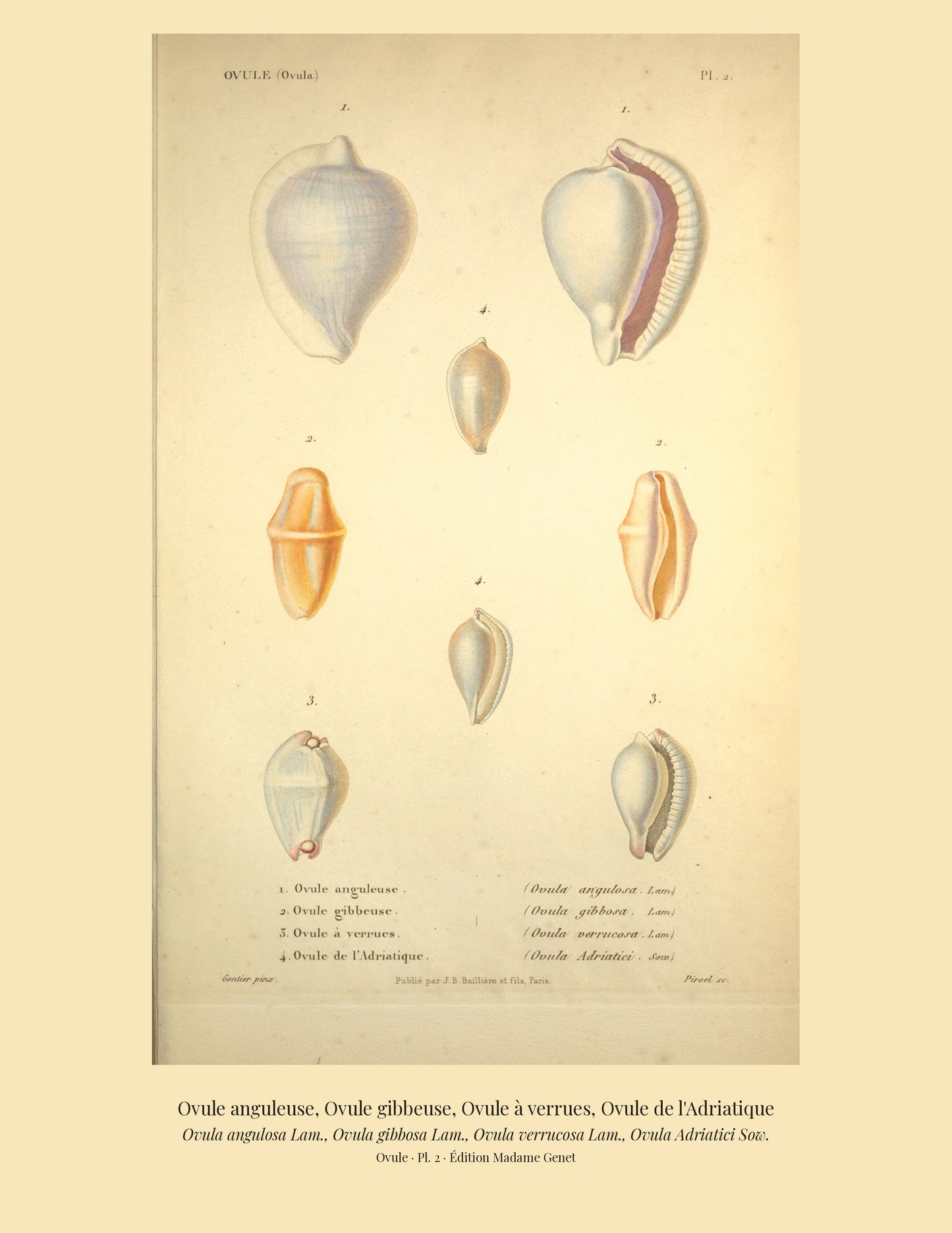 Ovula angulosa, Ovula gibbosa, Ovula verrucosa and Ovula Adriatici — Ovule anguleuse, Ovule gibbeuse, Ovule à verrues and Ovule de l'Adriatique, hand-engraved plate 2 from Kiener, Coquilles vivantes, Paris.