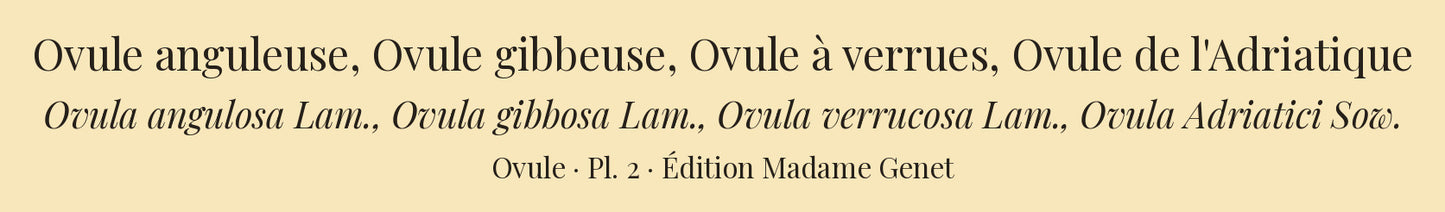 Ovula angulosa, Ovula gibbosa, Ovula verrucosa and Ovula Adriatici — Ovule anguleuse, Ovule gibbeuse, Ovule à verrues and Ovule de l'Adriatique, hand-engraved plate 2 from Kiener, Coquilles vivantes, Paris.