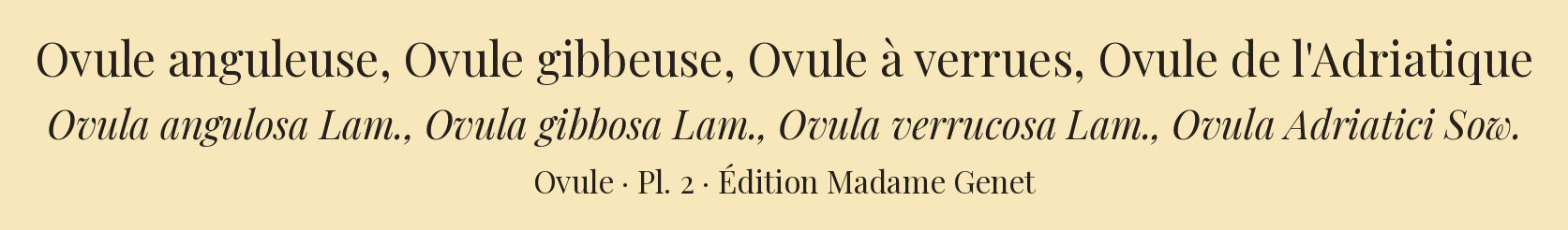 Ovula angulosa, Ovula gibbosa, Ovula verrucosa and Ovula Adriatici — Ovule anguleuse, Ovule gibbeuse, Ovule à verrues and Ovule de l'Adriatique, hand-engraved plate 2 from Kiener, Coquilles vivantes, Paris.